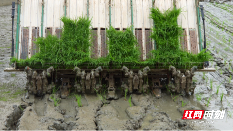 宜章县浆水乡：早稻插秧忙  田间披“新绿”(2)668.png