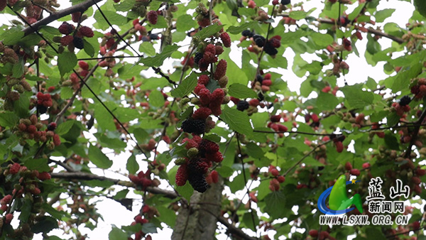 塔峰镇：桑葚飘香采摘乐 农旅融合促振兴1.jpg