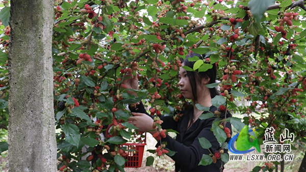 塔峰镇：桑葚飘香采摘乐 农旅融合促振兴2.jpg