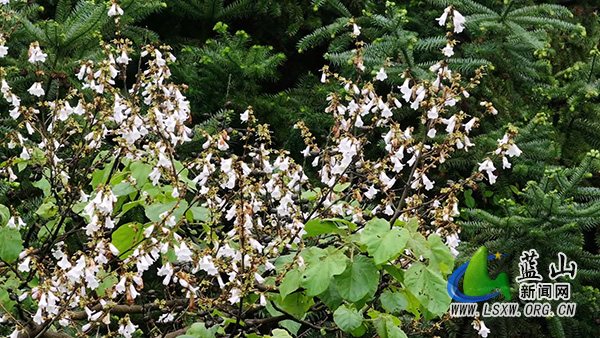 美丽蓝山：山林缀花影 杜鹃伴桐开1.jpg