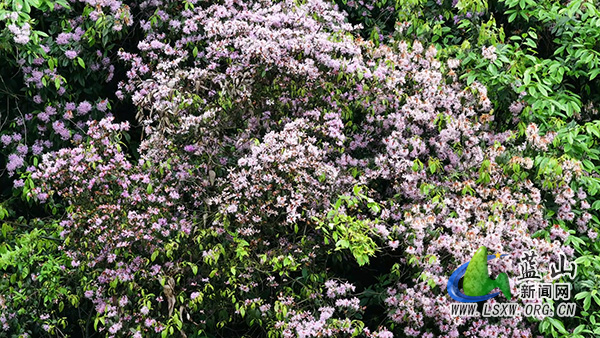 美丽蓝山：山林缀花影 杜鹃伴桐开2.jpg
