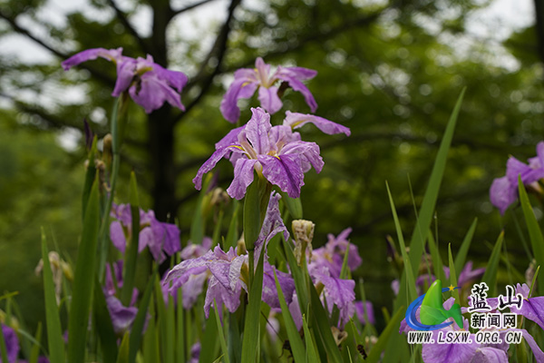 美丽蓝山：鸢尾花开春光好&nbsp;绘就生态“新画卷”1.jpg