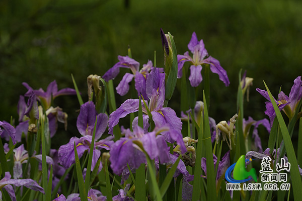 美丽蓝山：鸢尾花开春光好&nbsp;绘就生态“新画卷”2.jpg