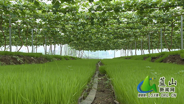 我县育秧大棚巧套种 “一棚两用”助增收.jpg