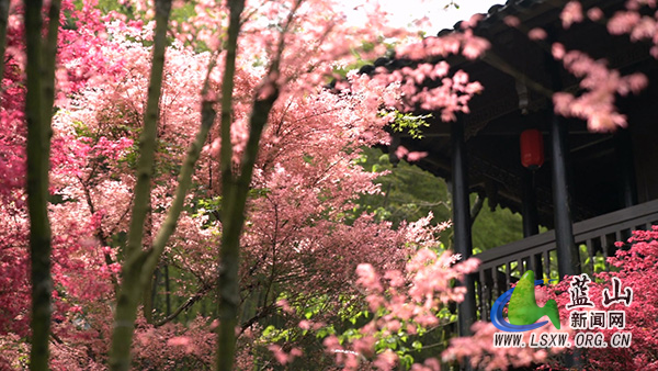 云冰山：四月春“枫”正好 游人纷至沓来2.jpg