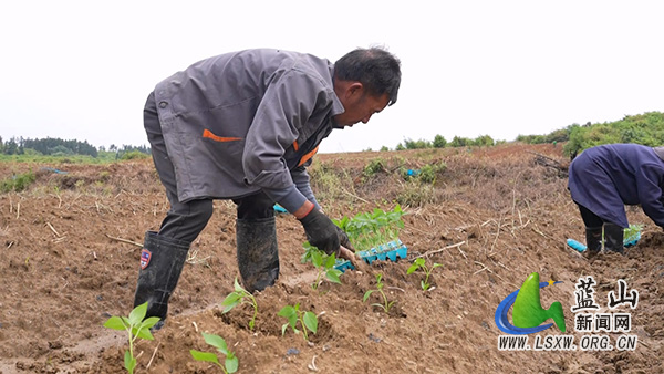 蓝山县新圩镇上清涵村：春播正当时  椒苗移栽忙1.jpg