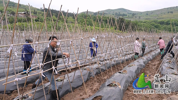 蓝山县新圩镇上清涵村：春播正当时  椒苗移栽忙2.jpg