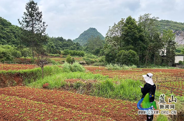 祠堂圩镇耕地恢复工作持续推进：守牢耕地红线，激活乡村振兴新动能.jpg