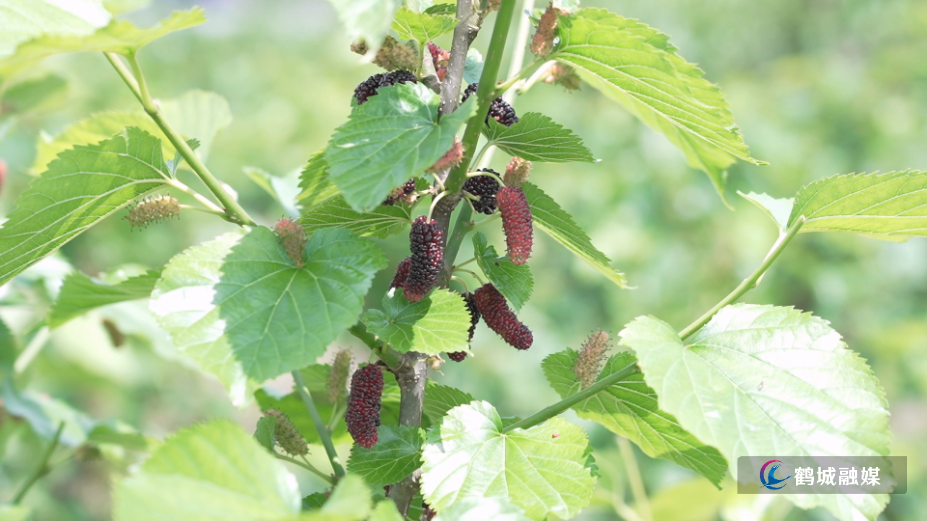 怀化市鹤城区：桑葚满枝头 采摘正当时（半成品）.mp4_000009.734.png