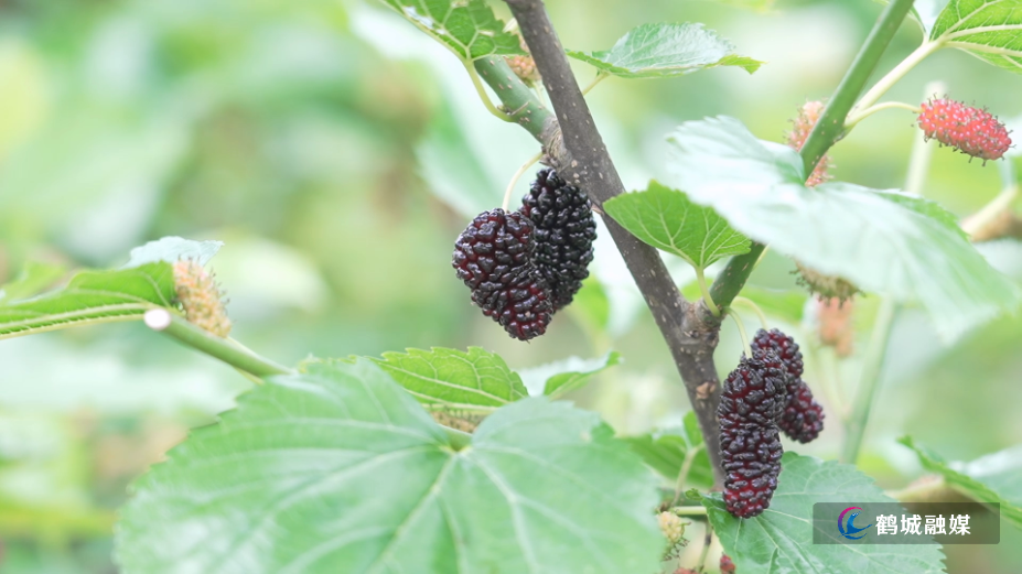 怀化市鹤城区：桑葚满枝头 采摘正当时（半成品）.mp4_000053.925.png