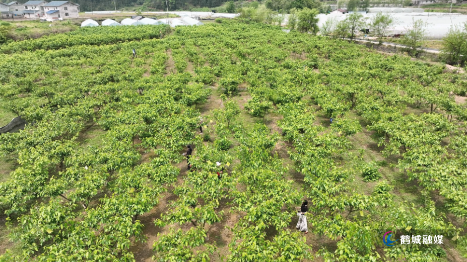 怀化市鹤城区：桑葚满枝头 采摘正当时（半成品）.mp4_000147.818.png