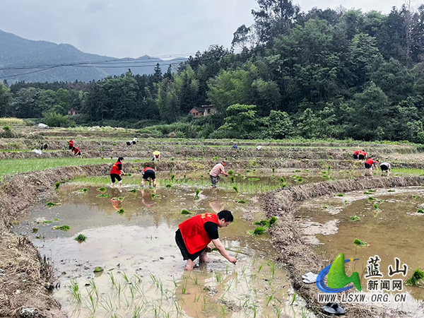 “党建红”引领“春耕绿”——毛俊镇党员干部助农插秧践初心.jpg