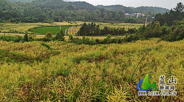 两田两阶见成效 祠堂圩镇用开花与收割做实耕地恢复答卷.jpg