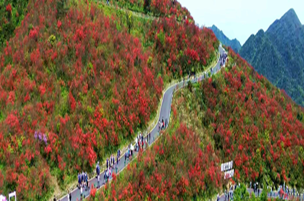 双牌：十万亩杜鹃盛放 文旅体验再升级