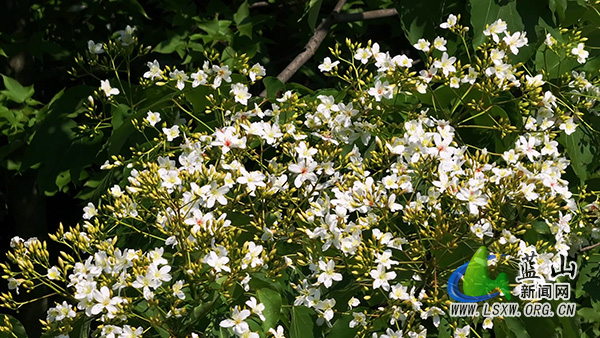 蓝山县千亩野生油桐花竞相绽放&nbsp; 青山覆雪绘就生态画卷2.jpg