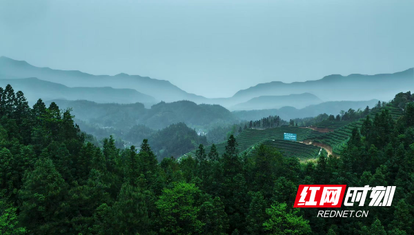 在沩山，万亩茶园构成了“天然氧吧”。周坤摄.jpg