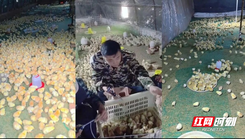 伍海波在养殖场为雏鸡注射疫苗_副本.jpg