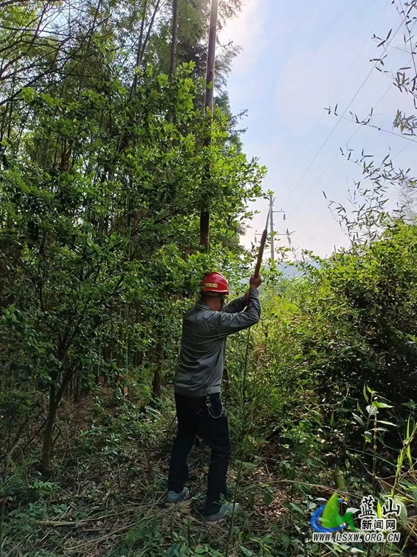 国网蓝山县供电公司：开展电力线路竹笋专项清障行动 筑牢迎峰度夏安全防线.jpg