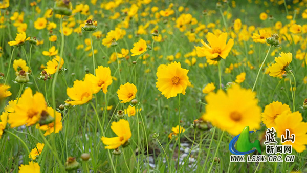 5.18百叠岭金鸡菊.mp4_20260520_105551.083.jpg 5.18百叠岭金鸡菊.mp4_20260520_105551.083.jpg