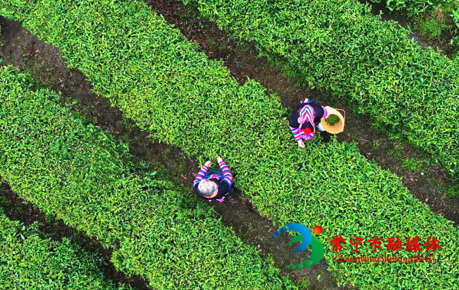 茶叶_看图王.jpg 茶叶_看图王.jpg