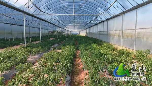 蓝山县塔峰镇保干村:果蔬轮作巧布局 闲置大棚变宝地1.jpg 蓝山县塔峰镇保干村:果蔬轮作巧布局 闲置大棚变宝地1.jpg