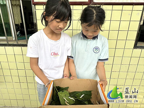 龙溪学校:养桑蚕悟生命,践劳动启心智.jpg 龙溪学校:养桑蚕悟生命,践劳动启心智.jpg