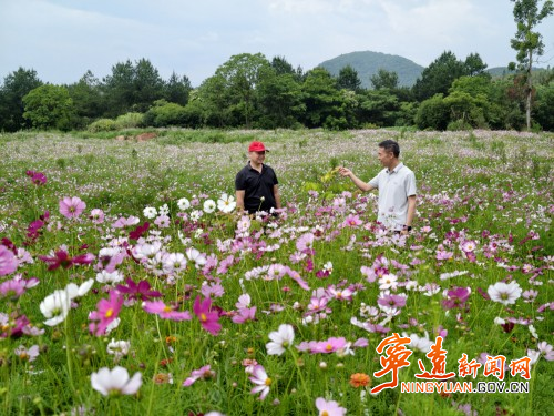 宁远：废弃矿山披绿装 生态修复展新颜2_副本500.jpg