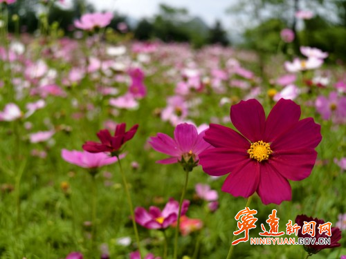 宁远：废弃矿山披绿装 生态修复展新颜4_副本500.jpg
