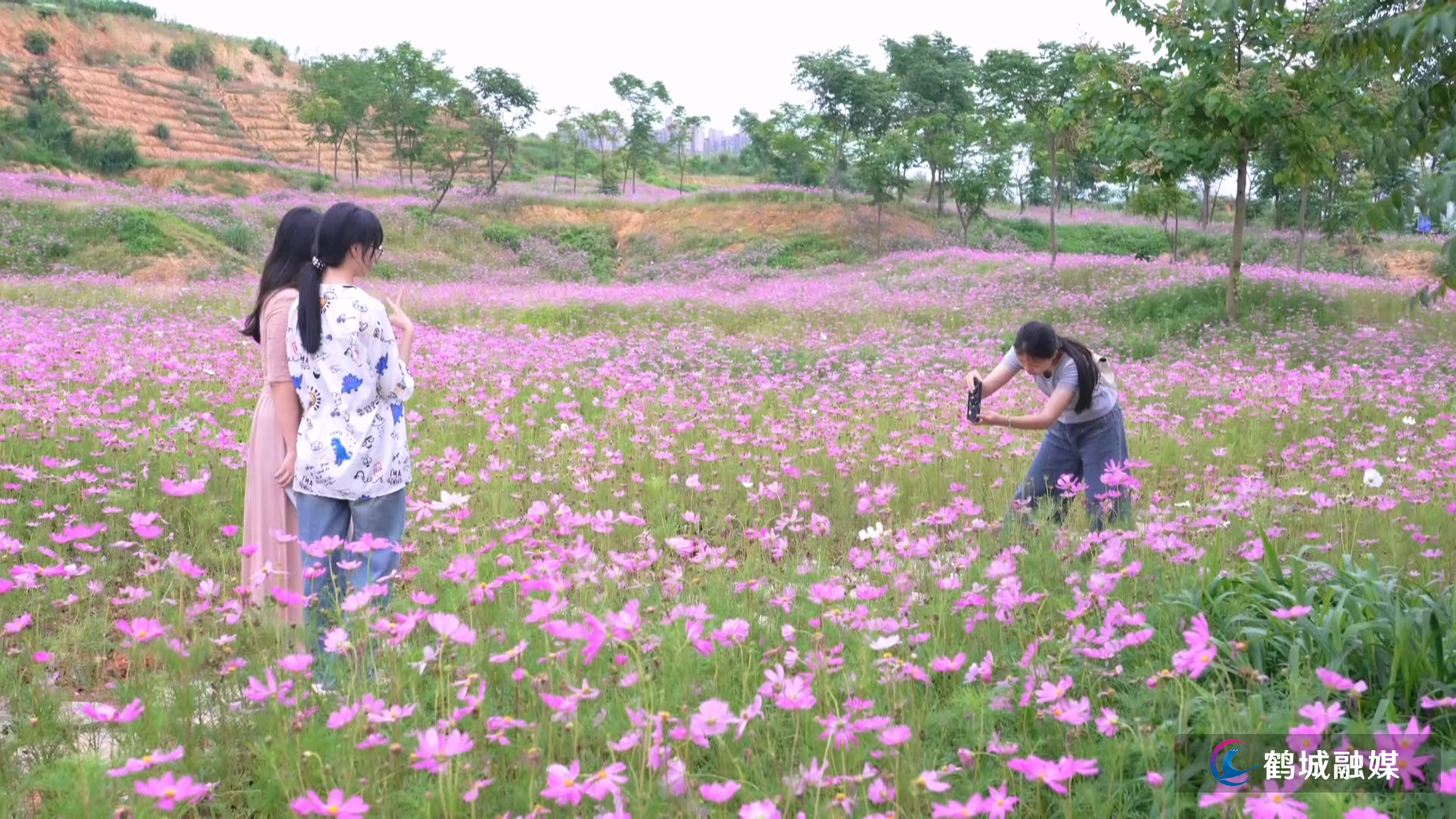 鹤城区:城市公园花海出圈 扮靓城市宜居底色(半成品).mp4_000021.070.png