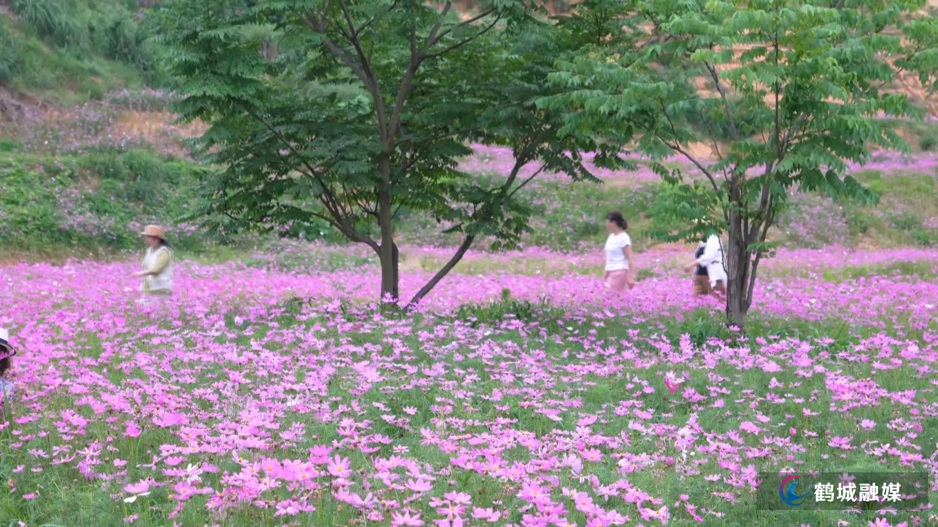 鹤城区:城市公园花海出圈 扮靓城市宜居底色(半成品).mp4_000009.604.png