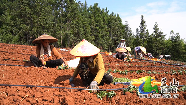 楠市镇陈家村：千亩红薯定植忙 滴灌助耕拓产业.jpg