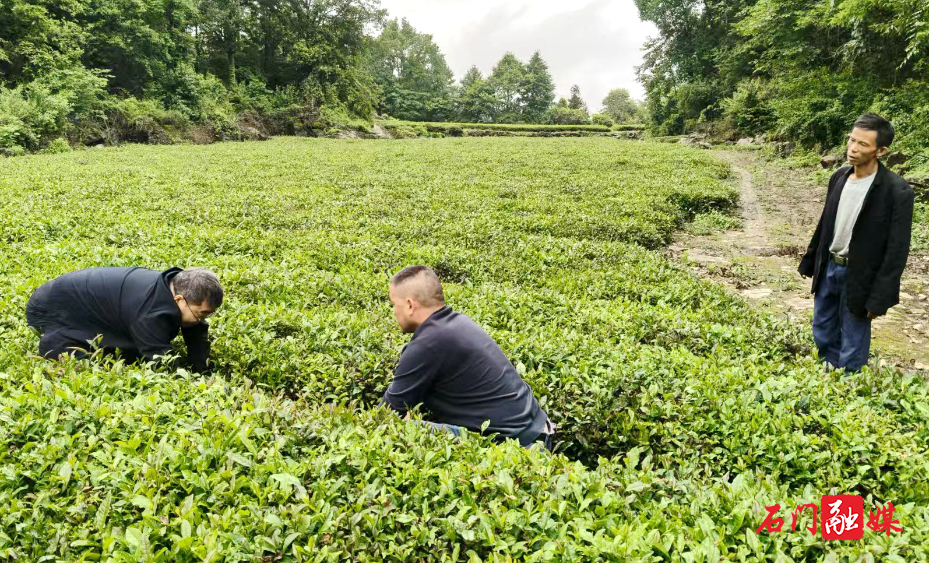 壶瓶山镇:农技下乡精准施策 护航茶叶灾后复产1.jpg 壶瓶山镇:农技下乡精准施策 护航茶叶灾后复产1.jpg