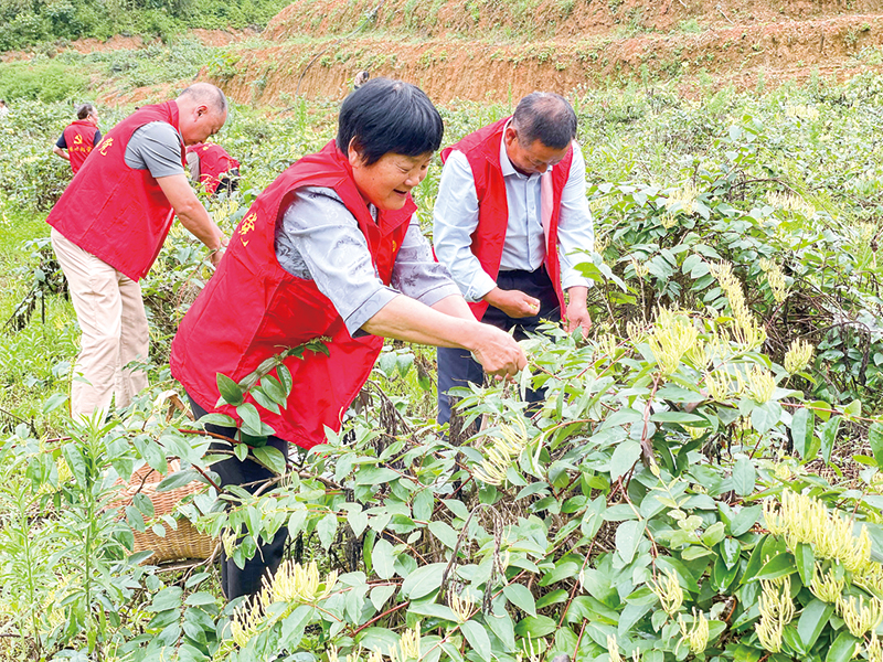 金银花开采收忙