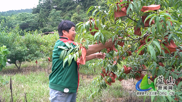 所城镇万年村:高山黄桃 “穿新衣” 甜蜜上市销售旺.jpg 所城镇万年村:高山黄桃 “穿新衣” 甜蜜上市销售旺.jpg