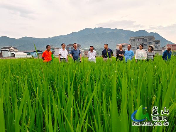 蓝山县举办优质水稻夏季田间管理实用技术培训班.jpg 蓝山县举办优质水稻夏季田间管理实用技术培训班.jpg