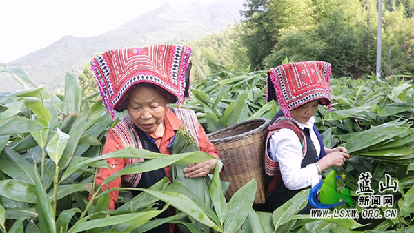 犁头瑶族乡犁头村:粽叶飘香润民心 民俗传承聚乡情1.jpg 犁头瑶族乡犁头村:粽叶飘香润民心 民俗传承聚乡情1.jpg