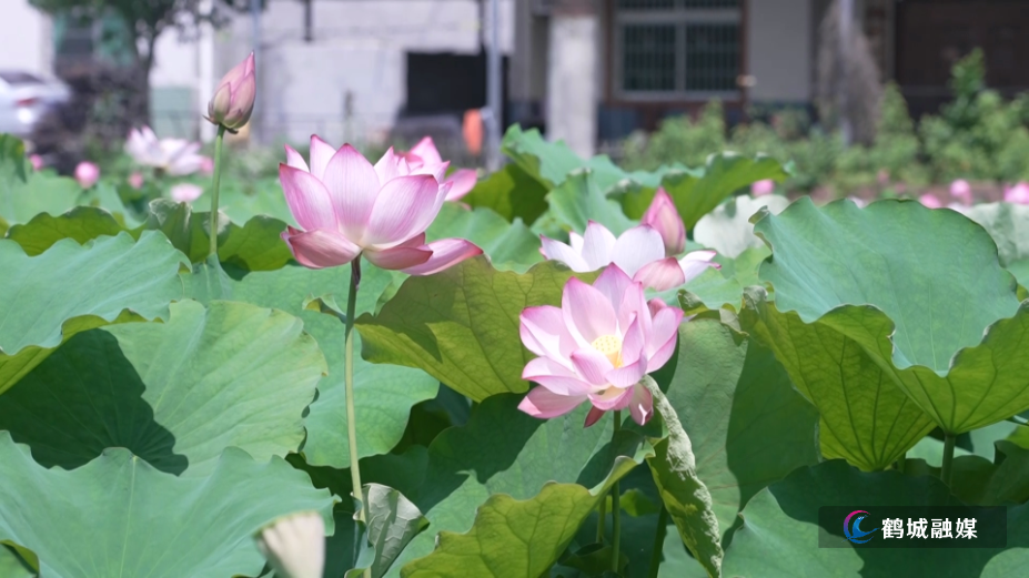 鹤城区:盘活闲置资源 荷塘美景点亮城郊夏日(半成品).mp4_000009.049.png 鹤城区:盘活闲置资源 荷塘美景点亮城郊夏日(半成品).mp4_000009.049.png