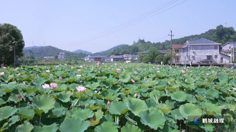 鹤城区:盘活闲置资源 荷塘美景点亮城郊夏日(半成品).mp4_000000.958.png 鹤城区:盘活闲置资源 荷塘美景点亮城郊夏日(半成品).mp4_000000.958.png