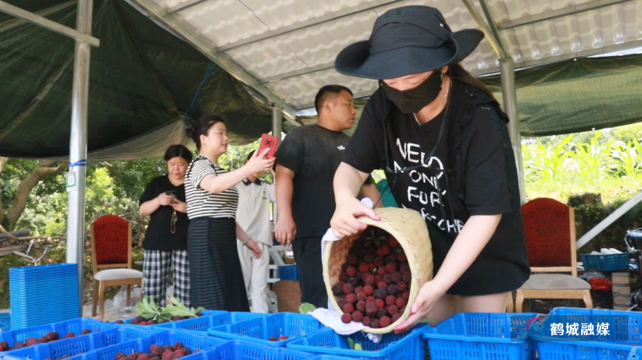 6月17日 鹤城:夏日“梅”好时光 杨梅采摘“变”集市.mp4_000045.722.png 6月17日 鹤城:夏日“梅”好时光 杨梅采摘“变”集市.mp4_000045.722.png