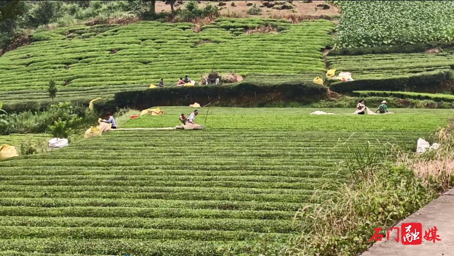 壶瓶山镇:茶香复溢壶瓶 产业提速复苏1.jpg 壶瓶山镇:茶香复溢壶瓶 产业提速复苏1.jpg