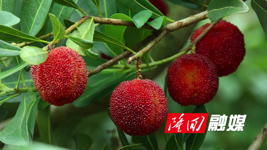 隆回:杨梅缀枝采摘热 甜蜜产业助振兴.jpg 隆回:杨梅缀枝采摘热 甜蜜产业助振兴.jpg