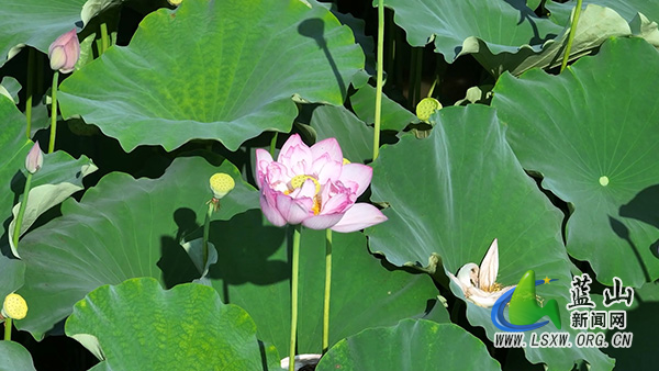 新圩镇和源村:荷花初绽乡村美1.jpg 新圩镇和源村:荷花初绽乡村美1.jpg