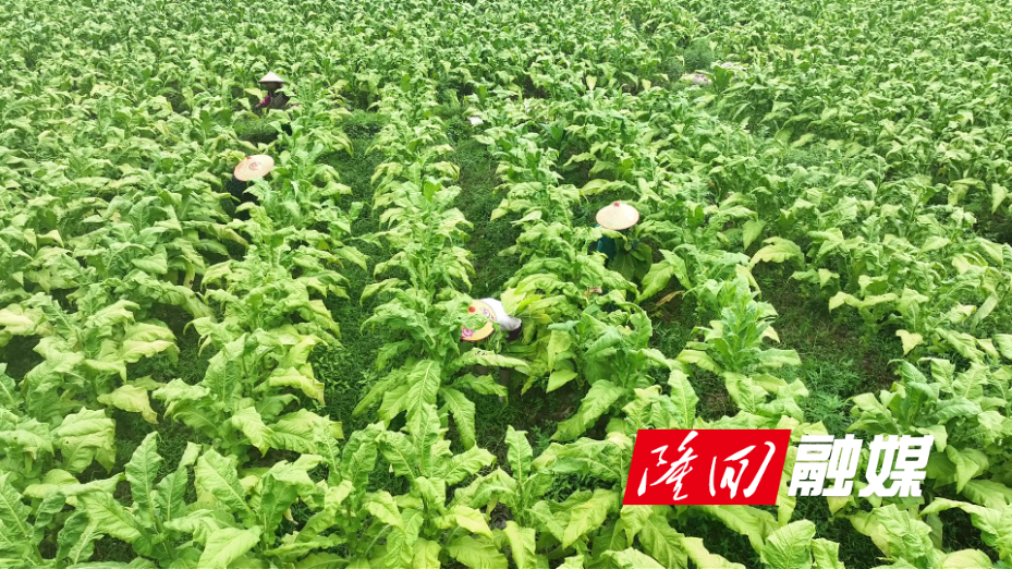 隆回:1.56万亩烤烟获丰收 烟农赶“烤”忙.jpg 隆回:1.56万亩烤烟获丰收 烟农赶“烤”忙.jpg