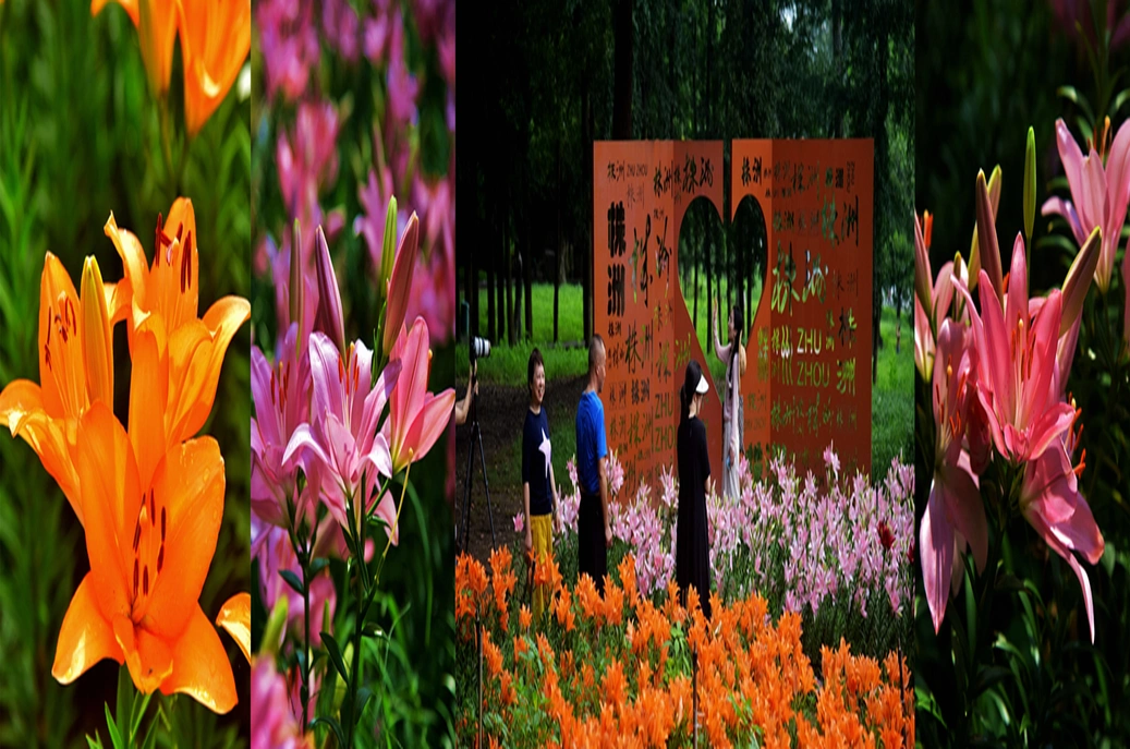 株洲钢琴广场百合花海迎来盛花期，随手一拍就是大片