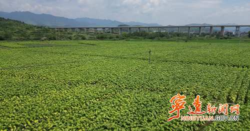 【永冲锋·拼经济·促发展】宁远：盛夏抢收忙 金叶助增收_副本500.png
