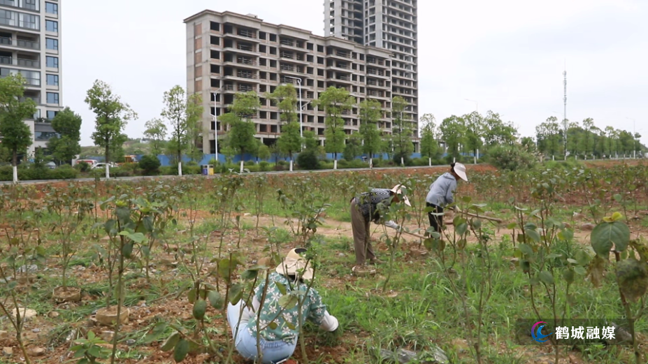 6月29日 (1)鹤城：闲置土地“披绿装” 120亩荒地变果园.mp4_000101.080.png