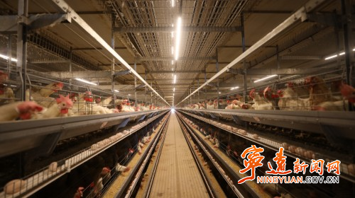 宁远:“95后”女孩返乡创业 智能化养鸡闯新路1_副本500.jpg 宁远:“95后”女孩返乡创业 智能化养鸡闯新路1_副本500.jpg