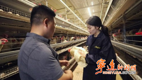【永冲锋·拼经济·促发展】宁远:“95后”女孩返乡创业 智能化养鸡闯新路2_副本500.jpg 【永冲锋·拼经济·促发展】宁远:“95后”女孩返乡创业 智能化养鸡闯新路2_副本500.jpg