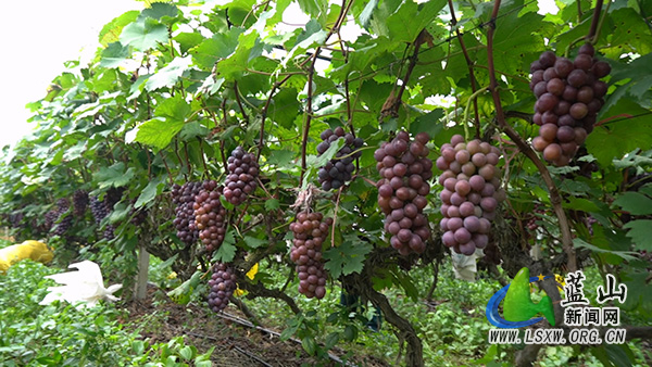 塔峰镇花果园村：夏黑葡萄甜蜜抢“鲜”上市.jpg