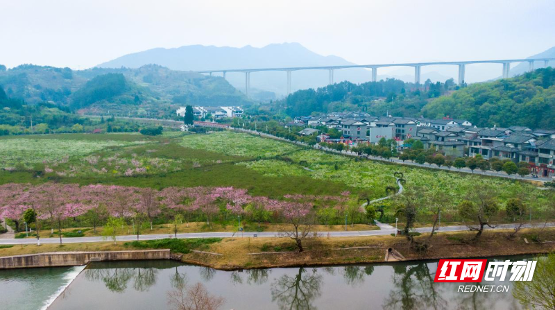 沙洲农业示范基地.jpg 沙洲农业示范基地.jpg